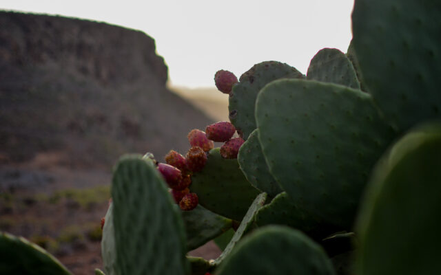 Gran Canaria WandelPur Retreat 2025 Tobias Steinhaeuser 7