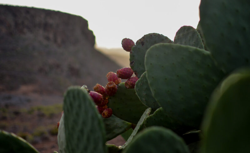 Gran Canaria WandelPur Retreat 2025 Tobias Steinhaeuser 7